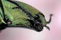 Chalcolepidius exquisitus 2